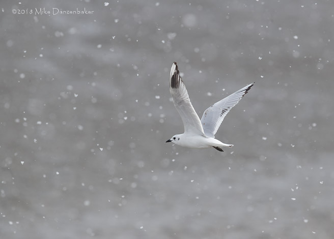 Saunders's Gull (Chroicocephalus saundersi) photo