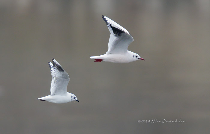 Saunders's Gull (Chroicocephalus saundersi) photo