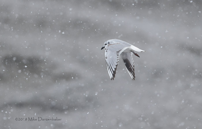 Saunders's Gull (Chroicocephalus saundersi) photo