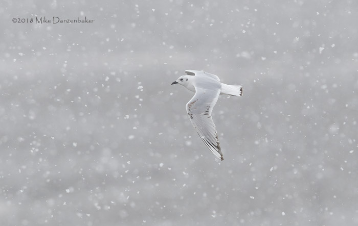 Saunders's Gull (Chroicocephalus saundersi) photo