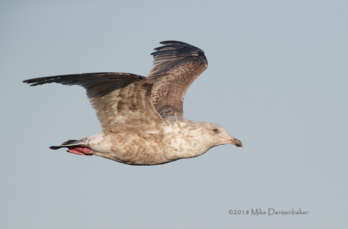 Slaty-backed Gull (Larus schistisagus) photo