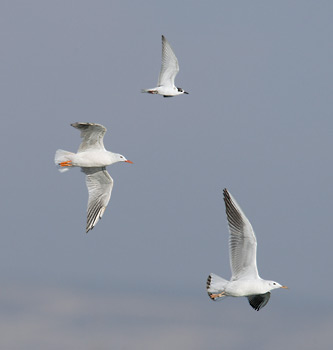 Slender-billed Gull (Larus genei) photo