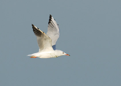 Slender-billed Gull (Larus genei) photo