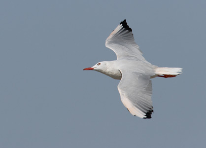 Slender-billed Gull (Larus genei) photo