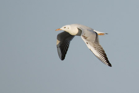 Slender-billed Gull (Larus genei) photo