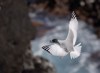 Swallow-tailed Gull (Creagrus furcatus) photo