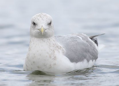 Thayer's Gull (Larus thayeri) photo