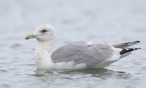 Thayer's Gull (Larus thayeri) photo