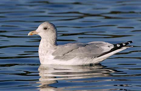 Thayer's Gull (Larus thayeri) photo