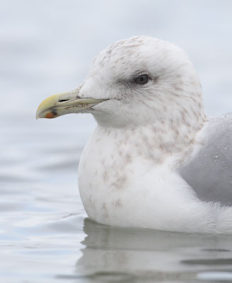 Thayer's Gull (Larus thayeri) photo