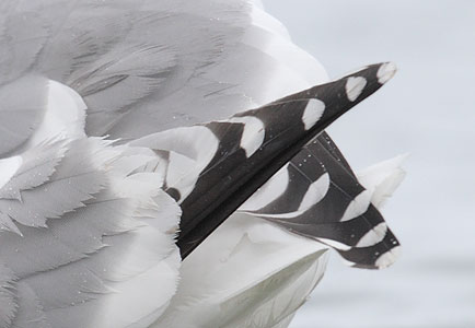 Thayer's Gull (Larus thayeri) photo