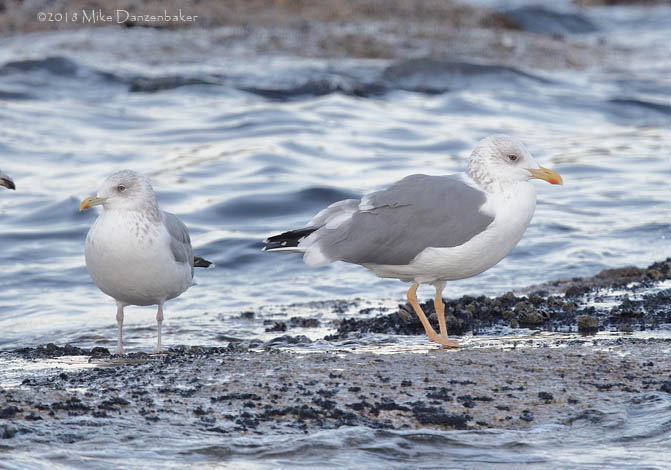 Taimyr Gull (Larus [fuscus] [heuglini] taimyrensis) photo