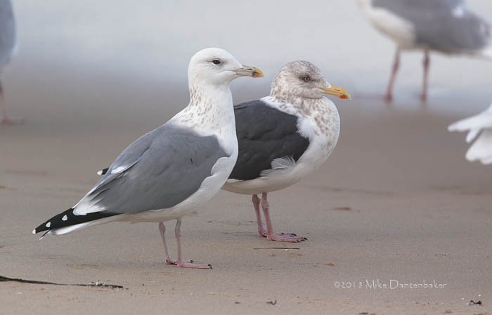 Taimyr Gull (Larus [fuscus] [heuglini] taimyrensis) photo
