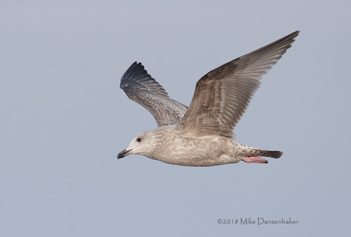Vega Gull (Larus vegae) photo