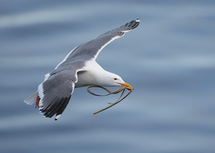 Western Gull (Larus occidentalis) photo