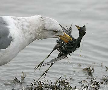 Western Gull (Larus occidentalis) photo