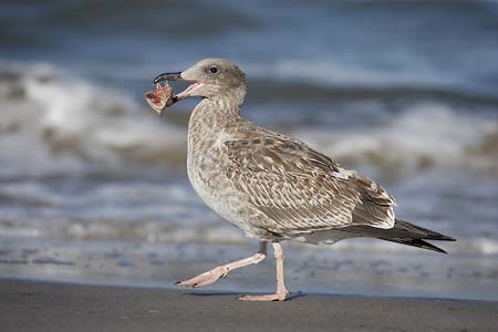 Yellow-footed Gull (Larus livens) photo