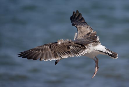 Yellow-footed Gull (Larus livens) photo