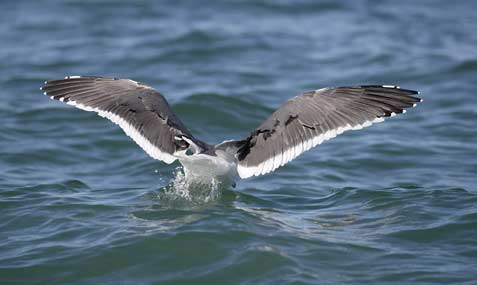 Yellow-footed Gull (Larus livens) photo