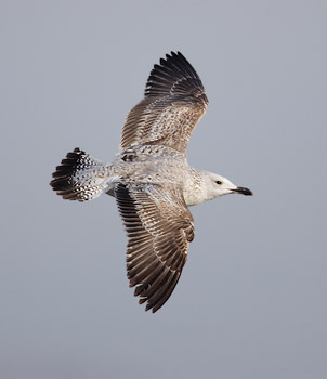 Yellow-legged Gull (Larus michahellis) photo