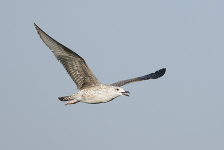 Yellow-legged Gull (Larus michahellis) photo