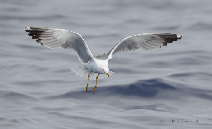Yellow-legged Gull (Larus michahellis) photo