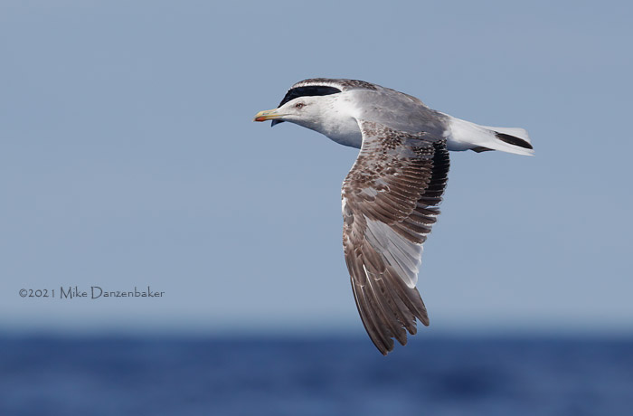 Yellow-legged Gull (Larus michahellis) photo