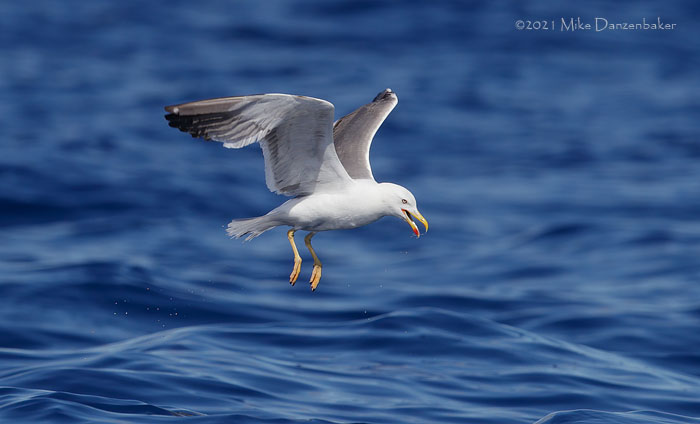 Yellow-legged Gull (Larus michahellis) photo
