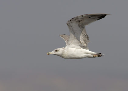 Yellow-legged Gull (Larus michahellis) photo