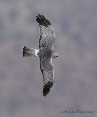 Cinereous Harrier (Circus cinereus) photo
