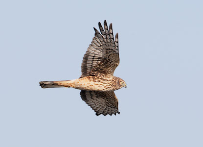 Northern Harrier (Circus cyaneus) photo