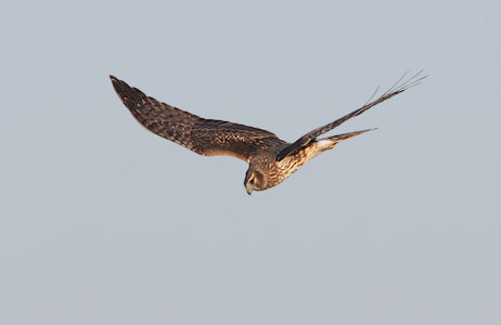 Northern Harrier (Circus cyaneus) photo