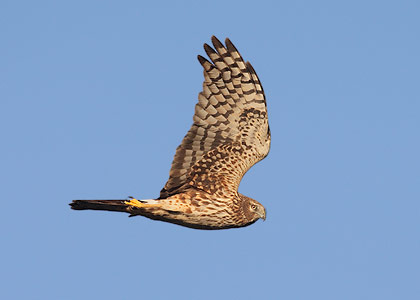 Northern Harrier (Circus cyaneus) photo