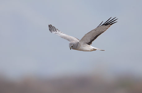 Northern Harrier (Circus cyaneus) photo