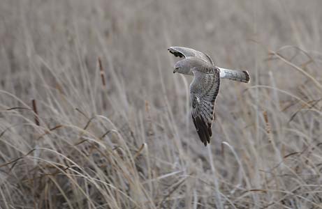 Northern Harrier (Circus cyaneus) photo