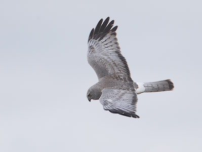 Northern Harrier (Circus cyaneus) photo