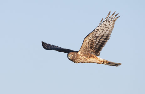 Northern Harrier (Circus cyaneus) photo