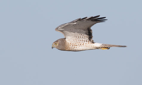 Northern Harrier (Circus cyaneus) photo