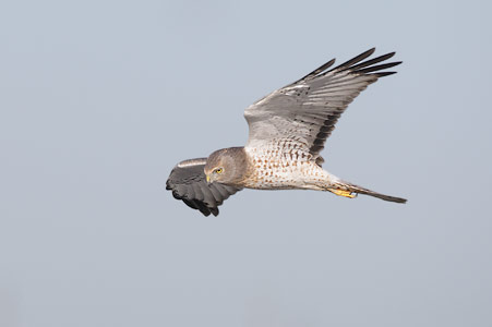 Northern Harrier (Circus cyaneus) photo