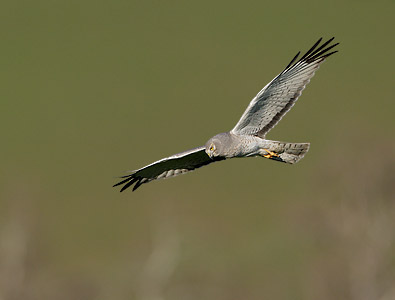 Northern (Hen) Harrier (Circus cyaneus) photo