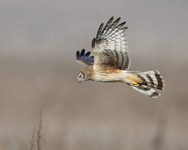 Northern (Hen) Harrier (Circus cyaneus) photo