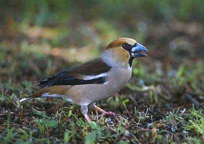 Hawfinch (Coccothraustes coccothraustes) photo image
