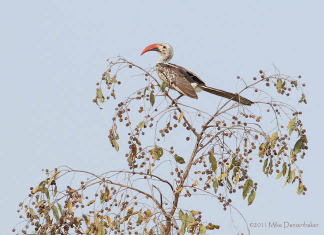 Northern Red-billed Hornbill (Tockus erythrorhynchus) photo