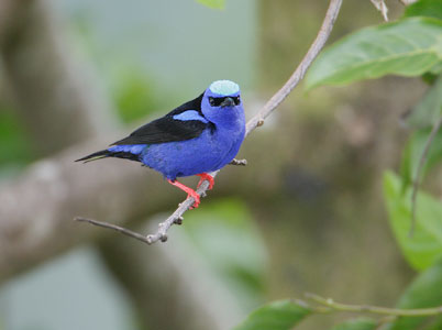 Red-legged Honeycreeper (Cyanerpes cyaneus) photo