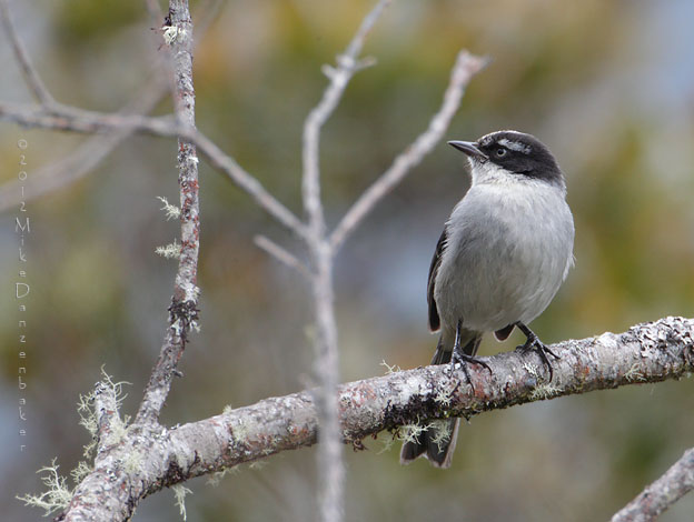 Black-headed Hemispingus (Hemispingus verticalis) photo