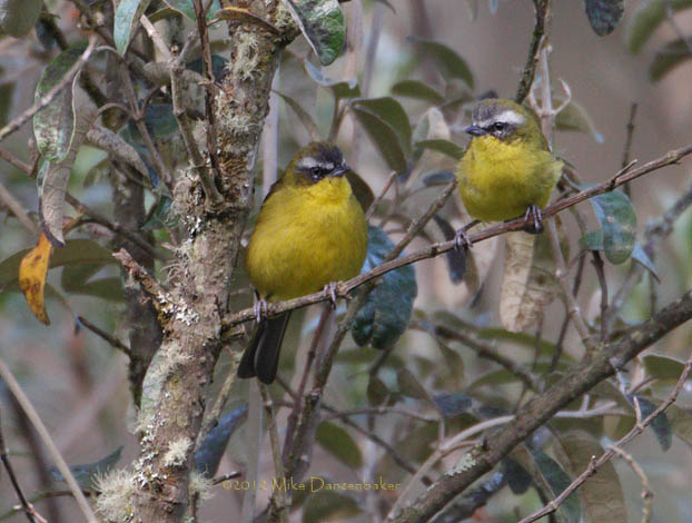 Superciliaried Hemispingus (Hemispingus superciliaris) photo