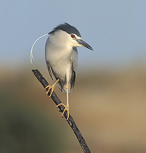 Black-crowned Night Heron (Nycticorax nycticorax) photo image
