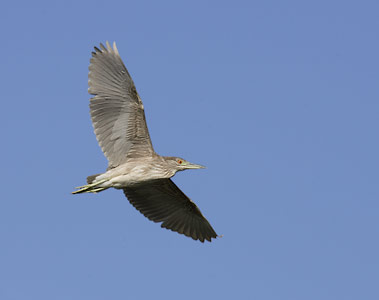 Black-crowned Night-Heron (Nycticorax nycticorax) photo