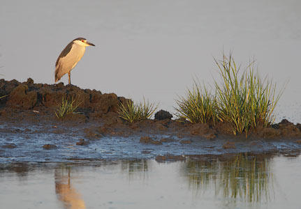 Black-crowned Night-Heron (Nycticorax nycticorax) photo