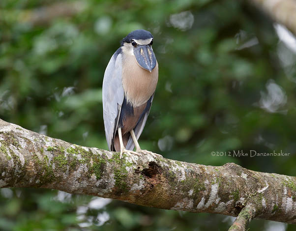 Boat-billed Heron (Cochlearius cochlearius) photo